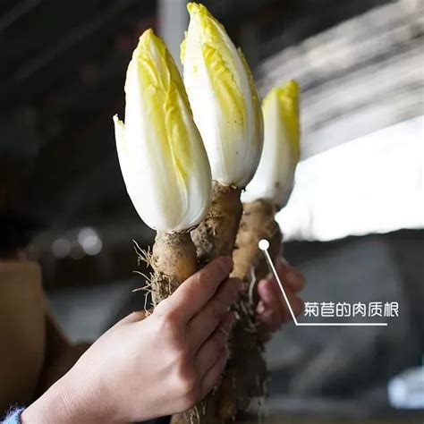 金玉蘭種植|60元一斤的金玉蘭菜如何種植，陽台種植用什麼方法？。